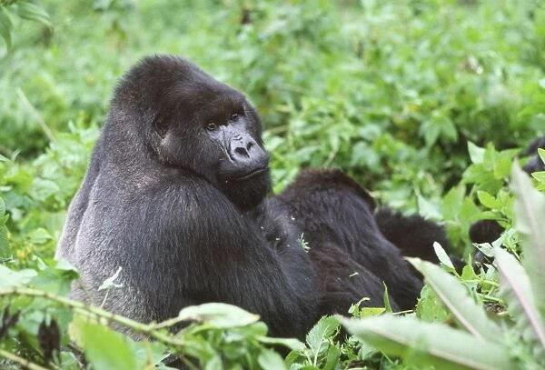 Ape: Mountain Gorilla - Silverback male, Virunga Volcanoes, Rwanda, Africa