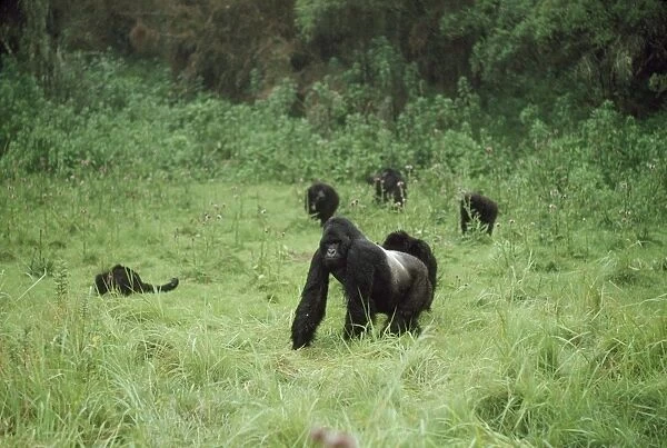 Ape: Mountain Gorilla - Silverback male and family group, Virunga Volcanoes, Rwanda, Africa
