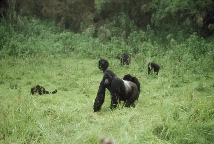 Framed Print : Ape: Mountain Gorilla - Silverback male and family group, Virunga Volcanoes, Rwanda, Africa Framed Print : Ape: Mountain Gorilla - Silverback male and family group, Virunga Volcanoes, Rwanda, Africa