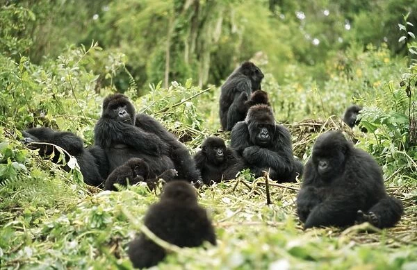 Ape: Mountain Gorilla - Silverback male with group resting, , Virunga Volcanoes, Rwanda, Africa
