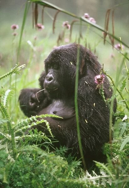 Ape: Mountain Gorilla - young femal feeding on thistle, Virunga Volcanoes, Rwanda, Africa