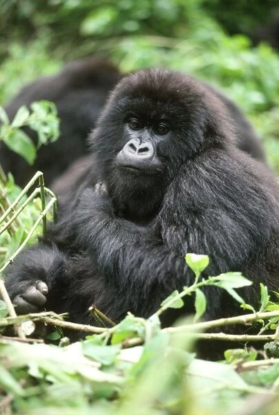 Ape: Mountain Gorilla - young female, Virunga Volcanoes, Rwanda, Africa
