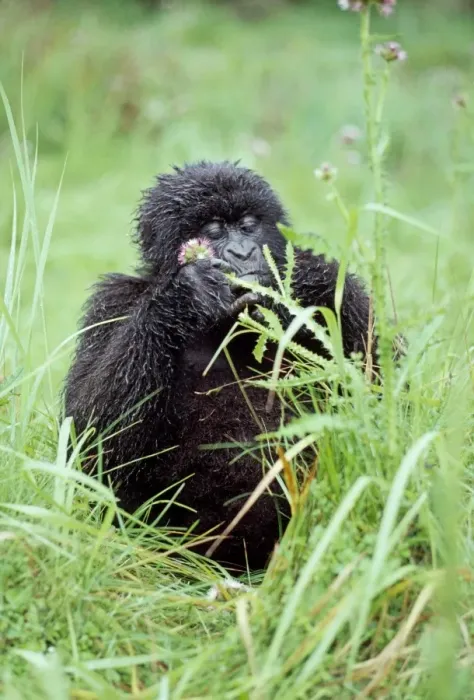Framed Print : Ape: Mountain Gorilla - young female feeding, Virunga Volcanoes, Rwanda, Africa Framed Print : Ape: Mountain Gorilla - young female feeding, Virunga Volcanoes, Rwanda, Africa