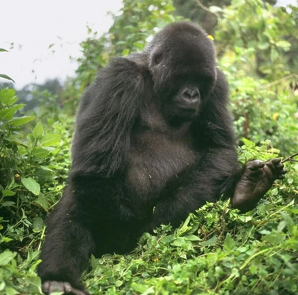 Ape: Mountain Gorilla - young male, Virunga Volcanoes, Rwanda, Africa