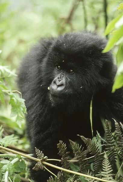 Ape: Mountain Gorilla - young male, Virunga Volcanoes, Rwanda, Africa