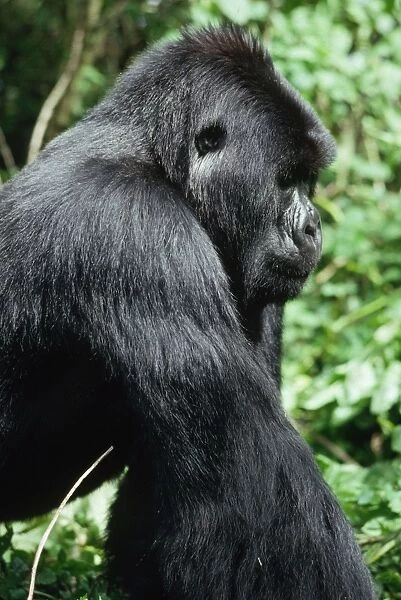 Ape: Mountain Gorilla - young Silverback male, Virunga Volcanoes, Rwanda, Africa