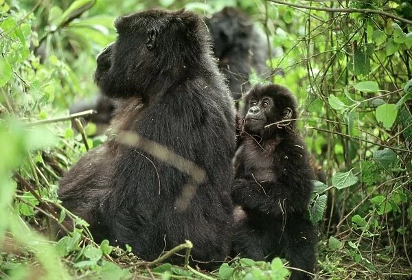Ape: Mountain Gorillas - female with infant, Virunga Volcanoes, Rwanda, Africa