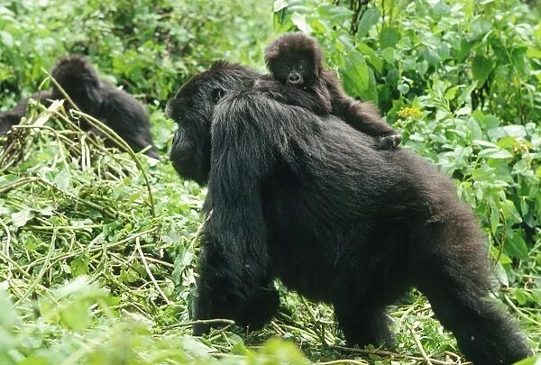 Ape: Mountain Gorillas - female with infant on back, Virunga Volcanoes, Rwanda, Africa