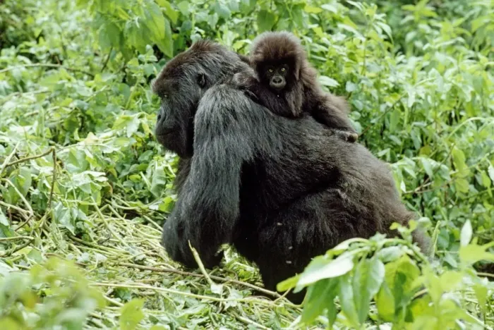 Framed Print : Ape: Mountain Gorillas - female with infant on back, Virunga Volcanoes, Rwanda, Africa Framed Print : Ape: Mountain Gorillas - female with infant on back, Virunga Volcanoes, Rwanda, Africa