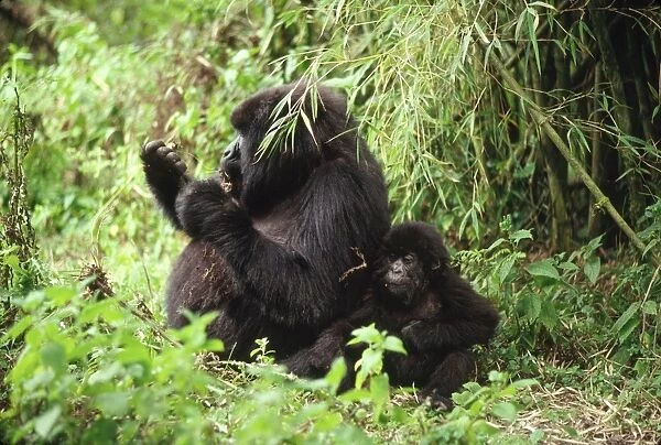 Ape: Mountain Gorillas - female with infant feeding, Virunga Volcanoes, Rwanda, Africa