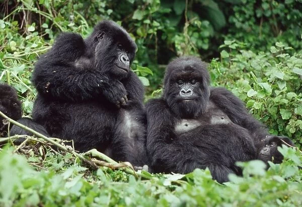 Ape: Mountain Gorillas - two females resting, Virunga Volcanoes, Rwanda, Africa