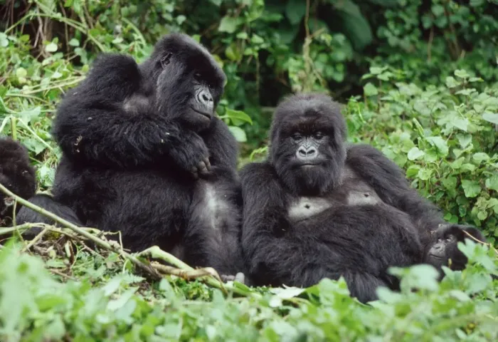 Framed Print : Ape: Mountain Gorillas - two females resting, Virunga Volcanoes, Rwanda, Africa Framed Print : Ape: Mountain Gorillas - two females resting, Virunga Volcanoes, Rwanda, Africa