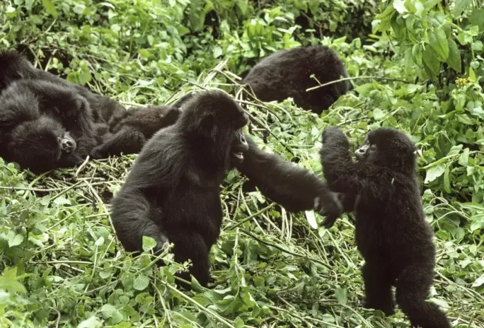 Framed Print : Ape: Mountain Gorillas - juveniles playing, Virunga Volcanoes, Rwanda, Africa Framed Print : Ape: Mountain Gorillas - juveniles playing, Virunga Volcanoes, Rwanda, Africa