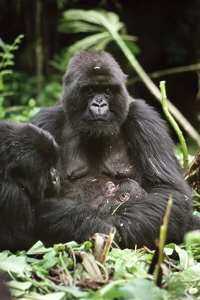 Ape: Mountain Gorillas - mother - Amareba with newborn infant - Virunga Volcanoes, Rwanda, Africa