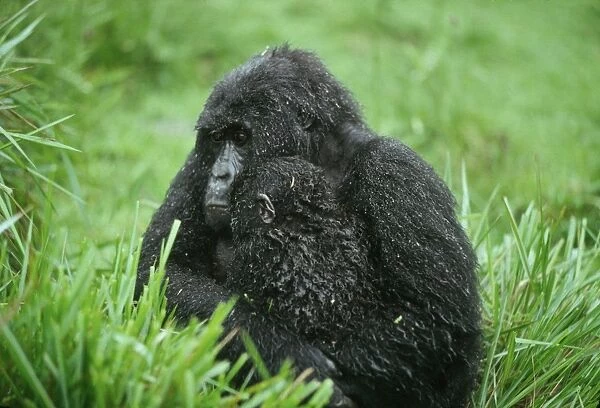 Ape: Mountain Gorillas - mother with infant in rain - Virunga Volcanoes, Rwanda, Africa