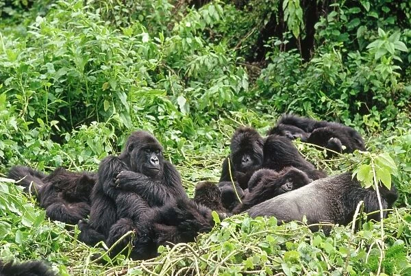 Ape: Mountain Gorillass - Silverback male with group resting, , Virunga Volcanoes, Rwanda, Africa