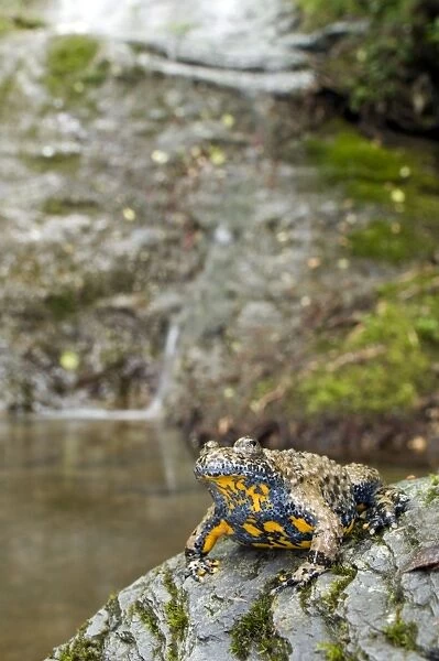 Apennine yellow-bellied toad - in habitat - endagered italian species - Central Italy