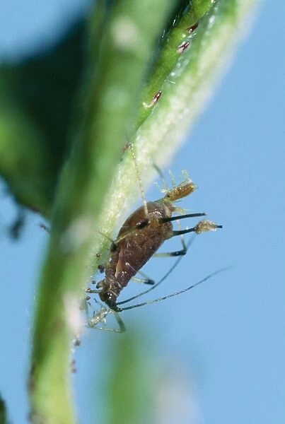 Aphid - giving birth South Africa. Fam: Aphididae