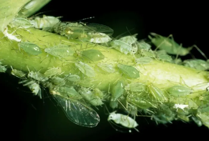 Framed Print : Aphid (Greenfly) Framed Print : Aphid (Greenfly)