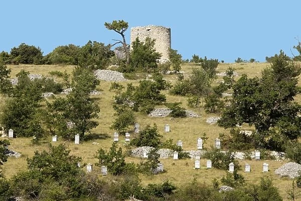Apiary  /  Beehives - in typical Provence landscape. France