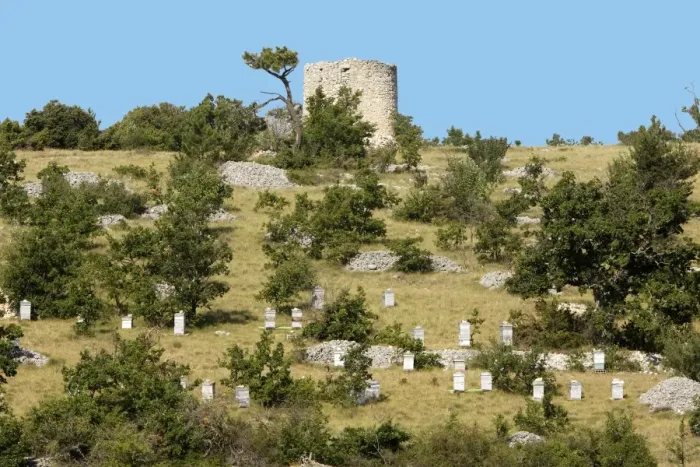Framed Print : Apiary / Beehives - in typical Provence landscape. France Framed Print : Apiary / Beehives - in typical Provence landscape. France