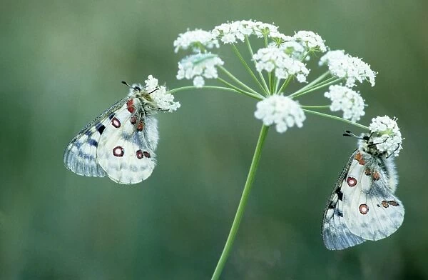 Apollo Butterfly - on flower - France - Alps