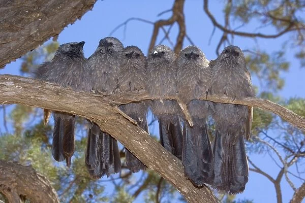 Apostlebird  /  Grey Jumper - six individuals sit tightly pressed together side by side on a tree branch - Mungo National Park, New South Wales, Australia