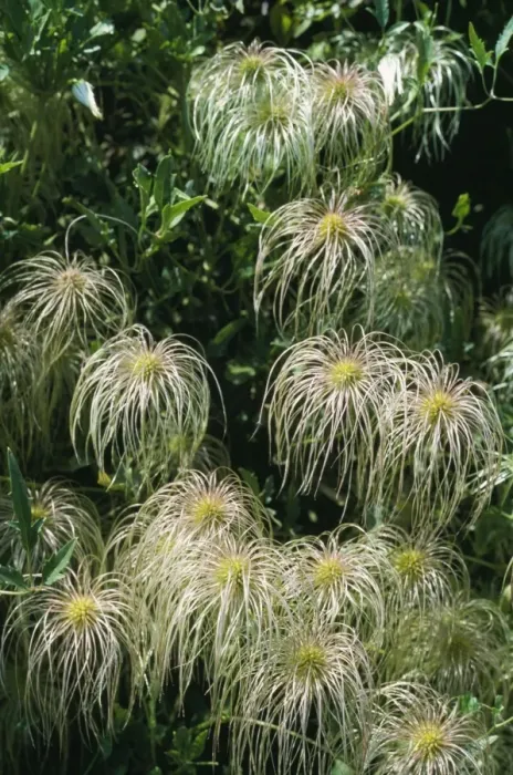 Framed Print : APP-3046. APP-3048. CLEMATIS ORIENTALIS. Clematis orientalis Framed Print : APP-3046. APP-3048. CLEMATIS ORIENTALIS. Clematis orientalis