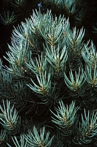 Pine. APP-942. PINE - close-up. Pinus cembroides monophylla. Allen Paterson.