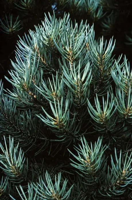 Framed Print : Pine. APP-942. PINE - close-up. Pinus cembroides monophylla. Allen Paterson. Framed Print : Pine. APP-942. PINE - close-up. Pinus cembroides monophylla. Allen Paterson.