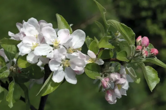Framed Print : Apple Blossom Framed Print : Apple Blossom