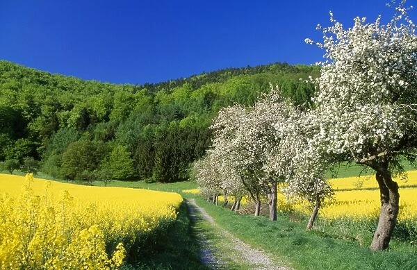 Apple Blossom - & oil-seed rape field in spring