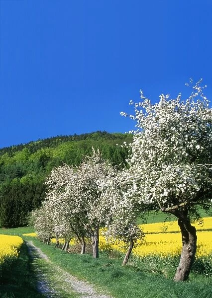 Apple Blossom - and oil-seed rape field in spring