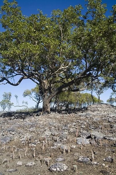 Apple Mangrove with pneumatophores Kimberley coastline near Sheep Island, Western Australia. Commonly found along the tropical northern Australian coastline. Also widespread from Africa through the Indian Ocean to the Pacific