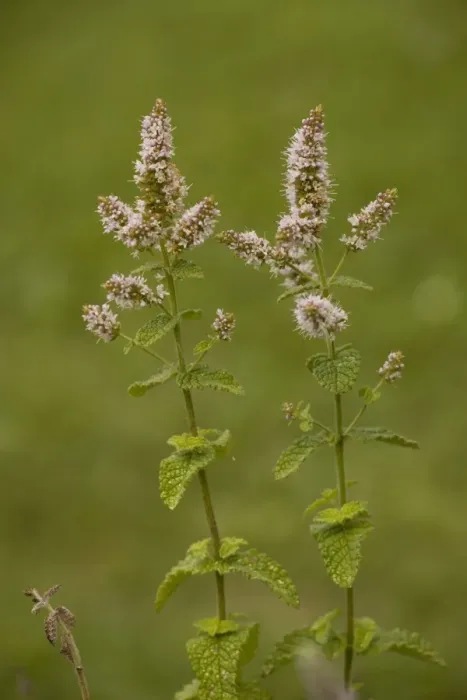Framed Print : Apple mint (Mentha suaveolens). Garden Framed Print : Apple mint (Mentha suaveolens). Garden