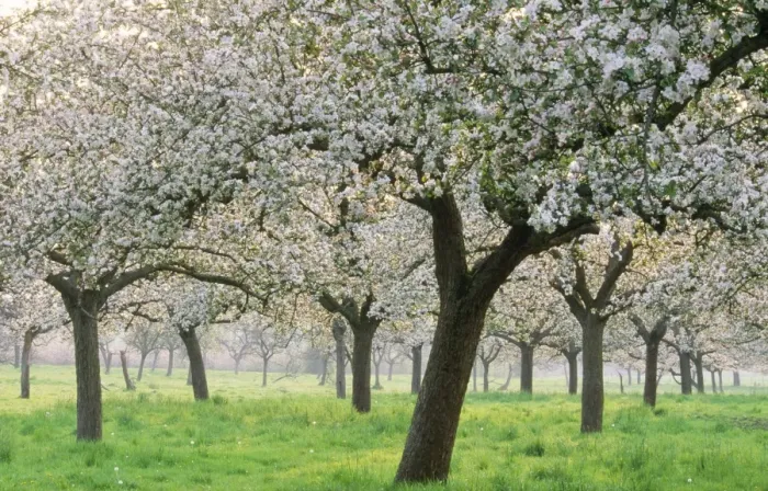 Framed Print : Apple Orchard Blossom Framed Print : Apple Orchard Blossom