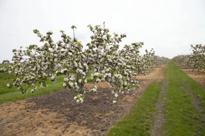 Framed Print : Apple orchard with trees in blossom in May Cambridgeshire UK Framed Print : Apple orchard with trees in blossom in May Cambridgeshire UK