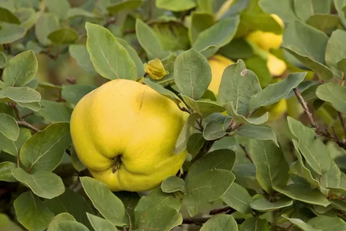 Framed Print : apple quince - ripe, yellow fruits of apple quince on a quince tree in autumn - Baden-Wuerttemberg, Germany Framed Print : apple quince - ripe, yellow fruits of apple quince on a quince tree in autumn - Baden-Wuerttemberg, Germany