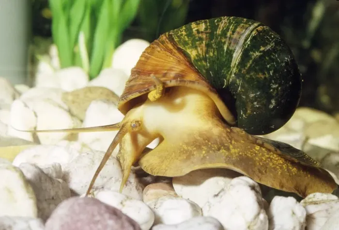 Framed Print : Apple Snail - freshwater Framed Print : Apple Snail - freshwater