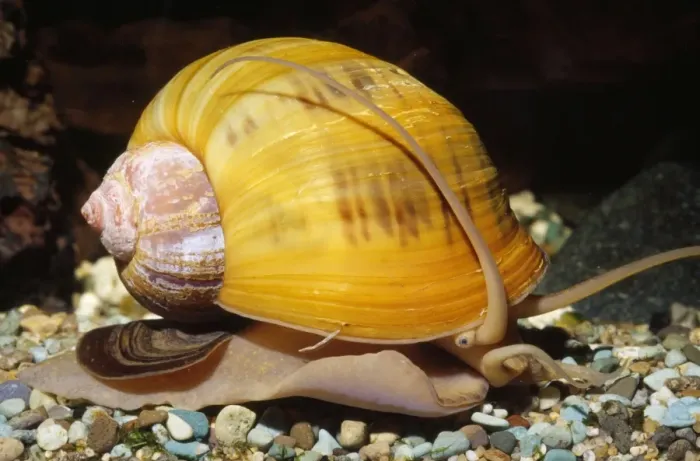 Framed Print : Apple Snail - freshwater Southeast Asia, India, Africa Framed Print : Apple Snail - freshwater Southeast Asia, India, Africa