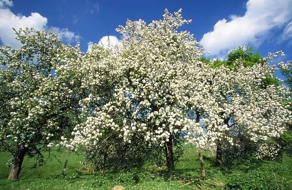 Apple Tree - in blossom