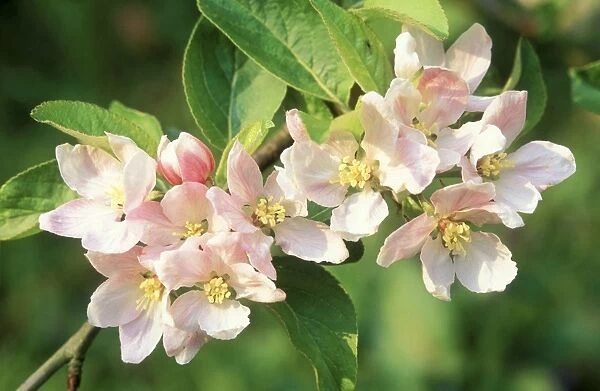 Apple Tree Blossom - close-up