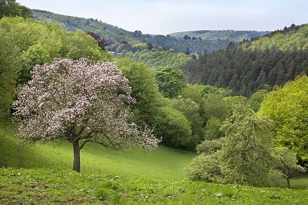 Apple Tree - in blossom - in wooded landscape - Belgium