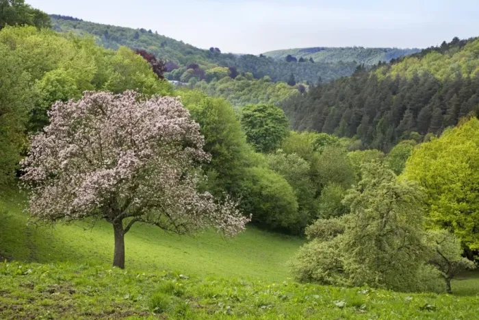 Framed Print : Apple Tree - in blossom - in wooded landscape - Belgium Framed Print : Apple Tree - in blossom - in wooded landscape - Belgium