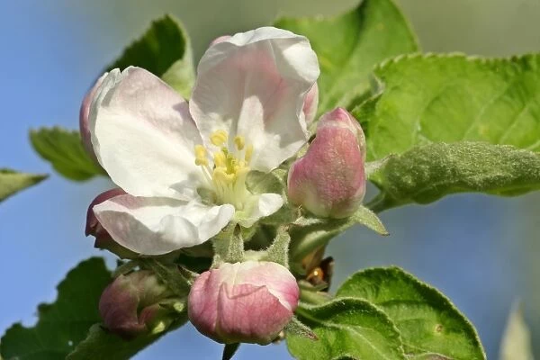 Apple tree blossoms detail of flowering twig in spring Baden-Wuerttemberg, Germany