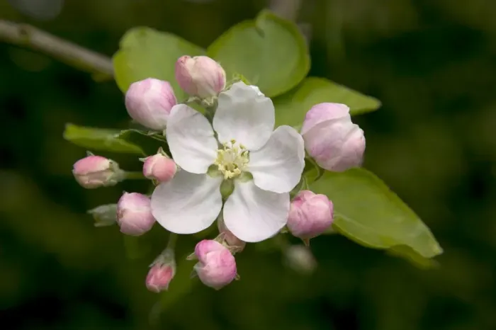 Framed Print : Apple Tree - flower and buds Framed Print : Apple Tree - flower and buds