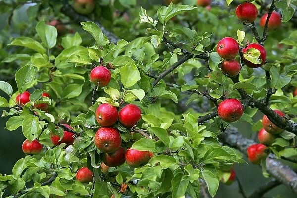 Apple Tree - with fruit. Berzciems, Latvia