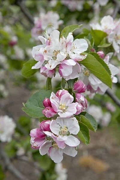 Apple trees in blossom in May Cambridgeshire UK