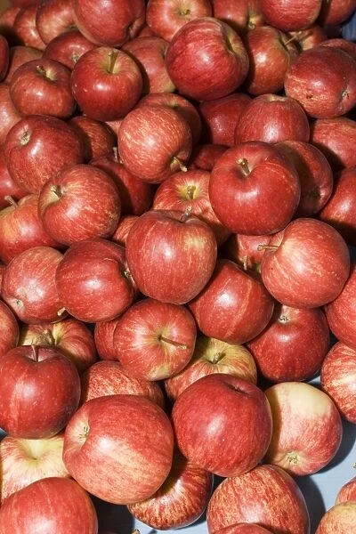 Apples - box full of ripe red apples near Alexandra. South Island - New Zealand