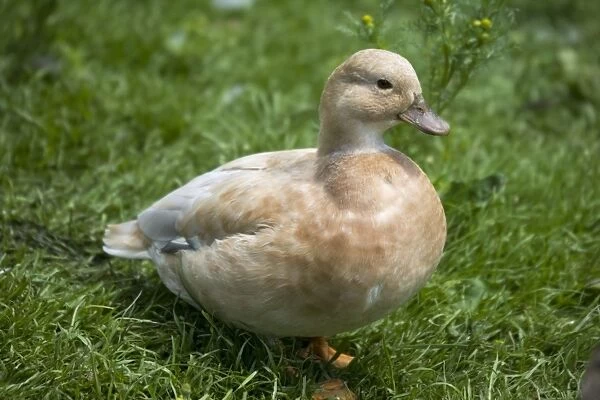Apricot call duck. Modern Apricot call ducks have a blue gene and when only a single gene is present they are blue, but when two blue genes occur they become apricot - or buff Part of a collection of specialised ducks